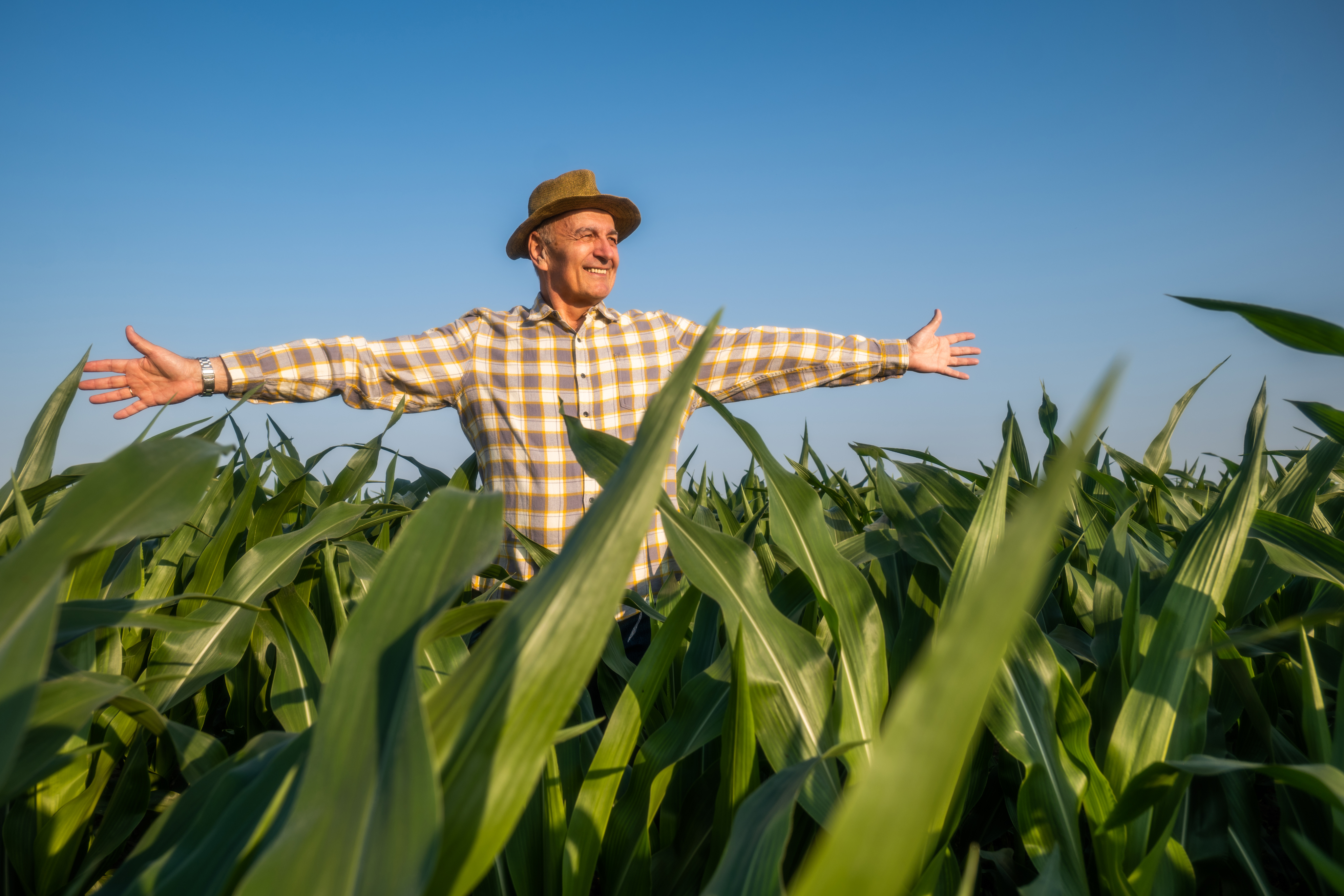 Agricultor con los brazos abiertos en un campo de maíz
